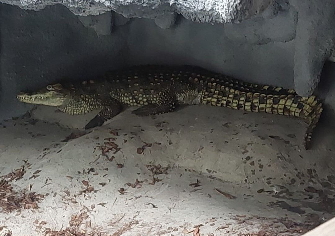 “Krokodyl przebywał ze zmacerowanymi zwłokami samicy” – szczegóły akcji ratowania krokodyla
