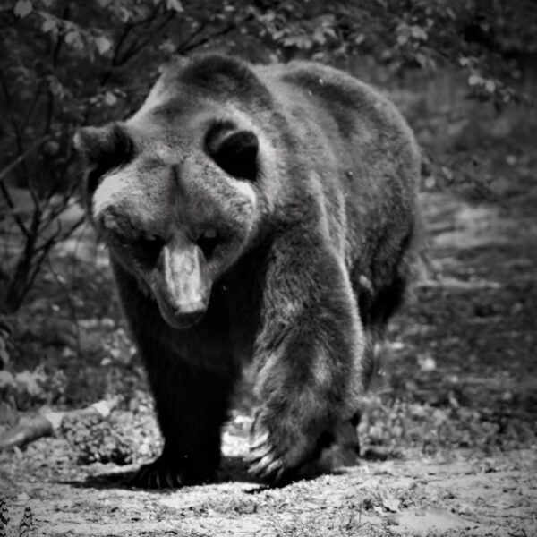 Nie żyje Pietka, niedźwiedź mieszkający w poznańskim zoo