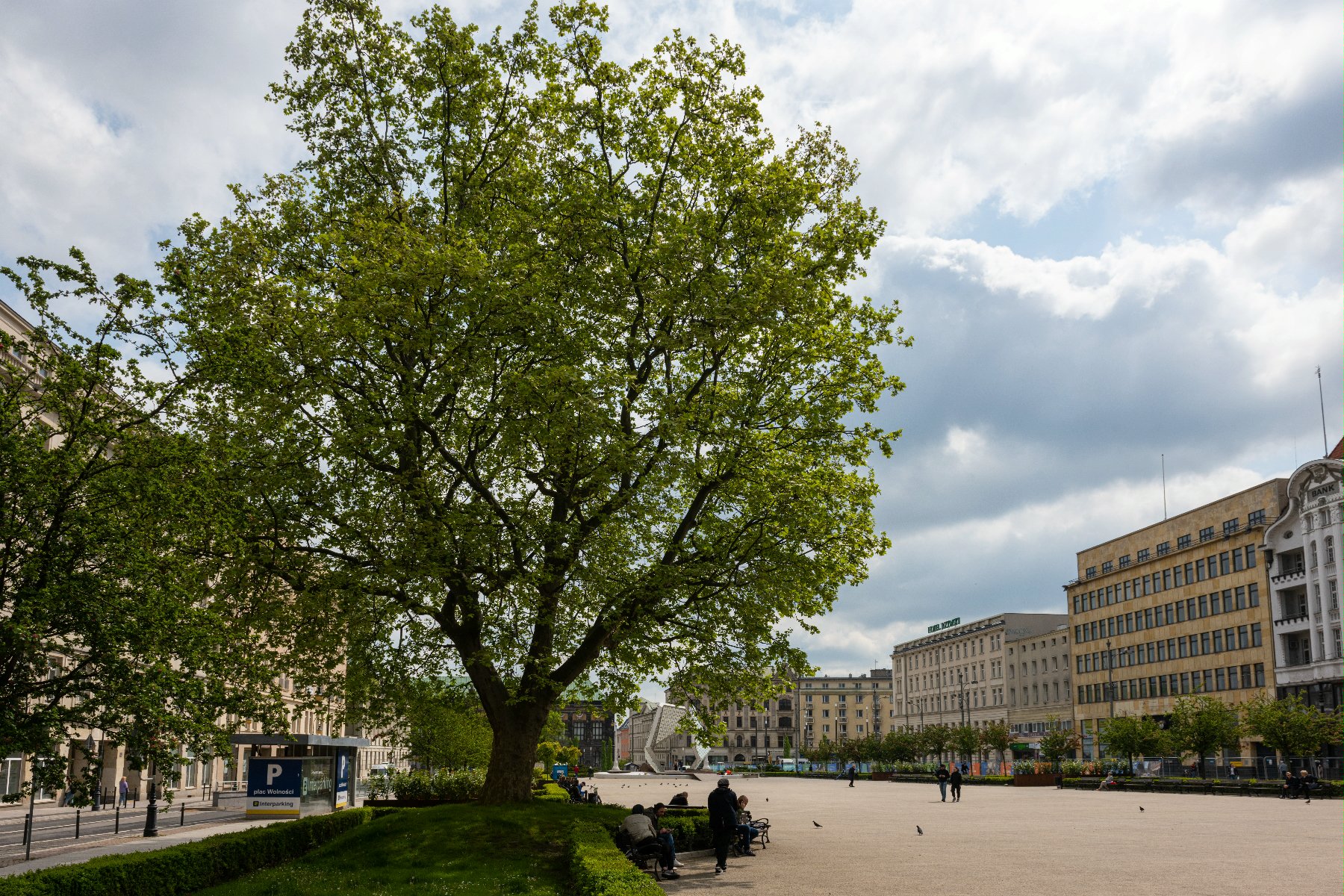 Poznań ma nowe pomniki przyrody. Wielkie drzewa otoczono szczególną opieką