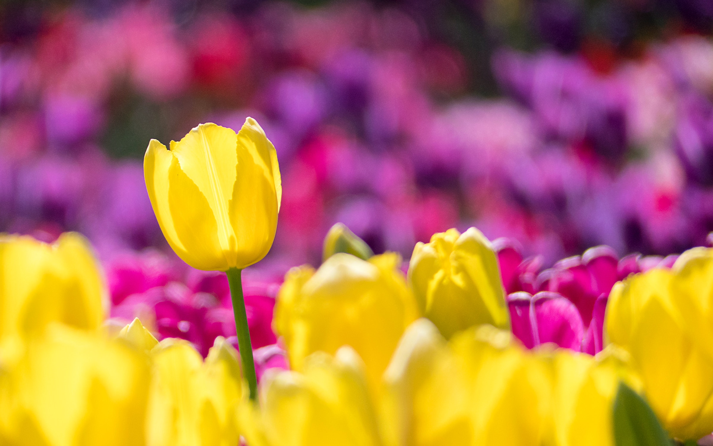 W wielu barwach i kształtach – tulipany “opanowują” Palmiarnię Poznańską