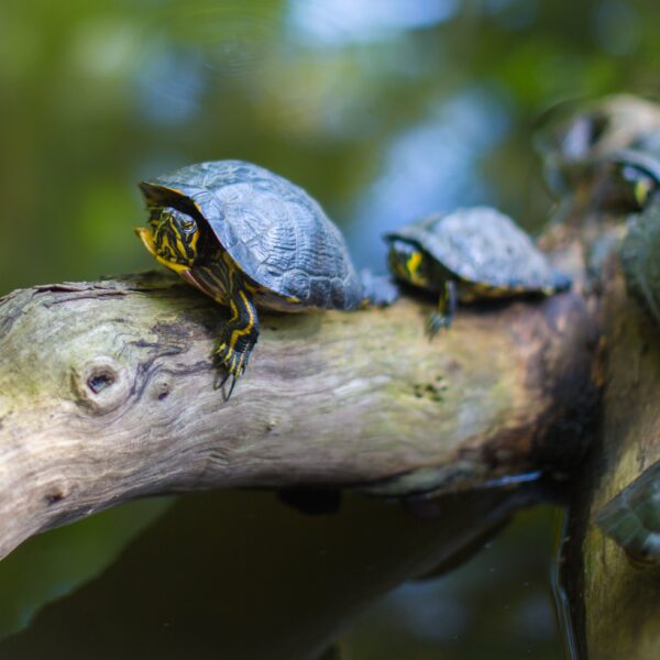 Światowy Dzień Żółwia – ciekawostki o żółwiach