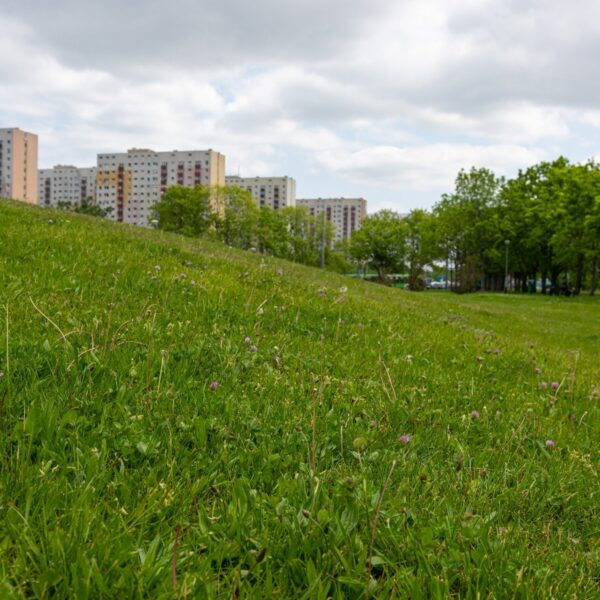 Co z koszeniem trawników na miejskich terenach? Miasto zabrało głos