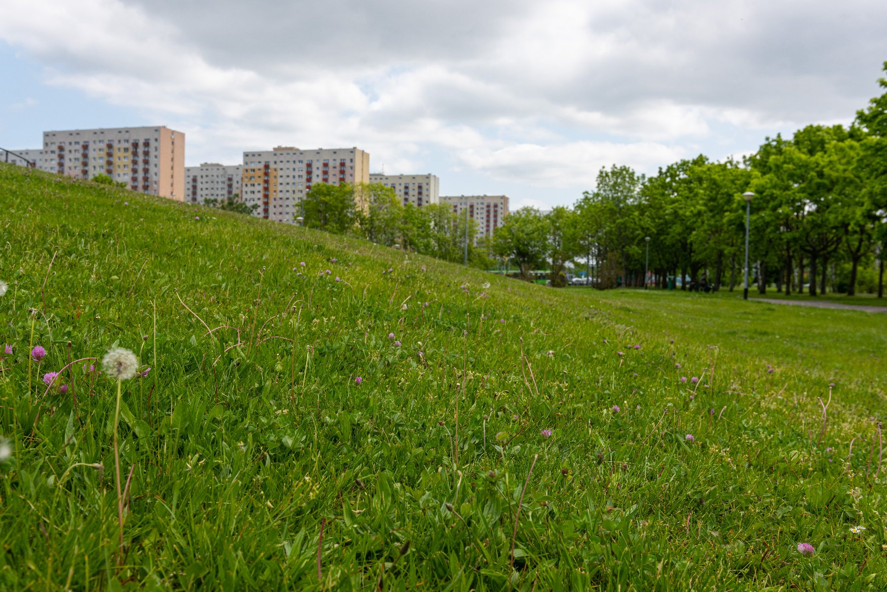 Co z koszeniem trawników na miejskich terenach? Miasto zabrało głos