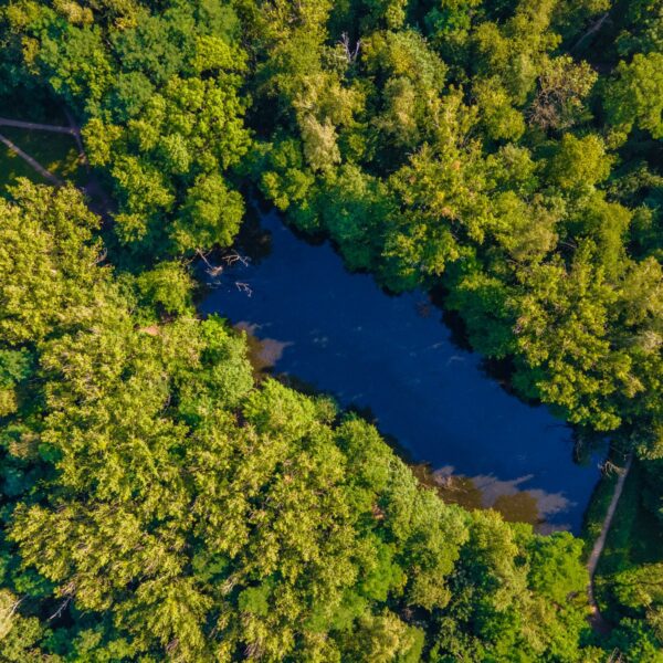 Poznań ma plan ratowania drzew i zasobów wodnych