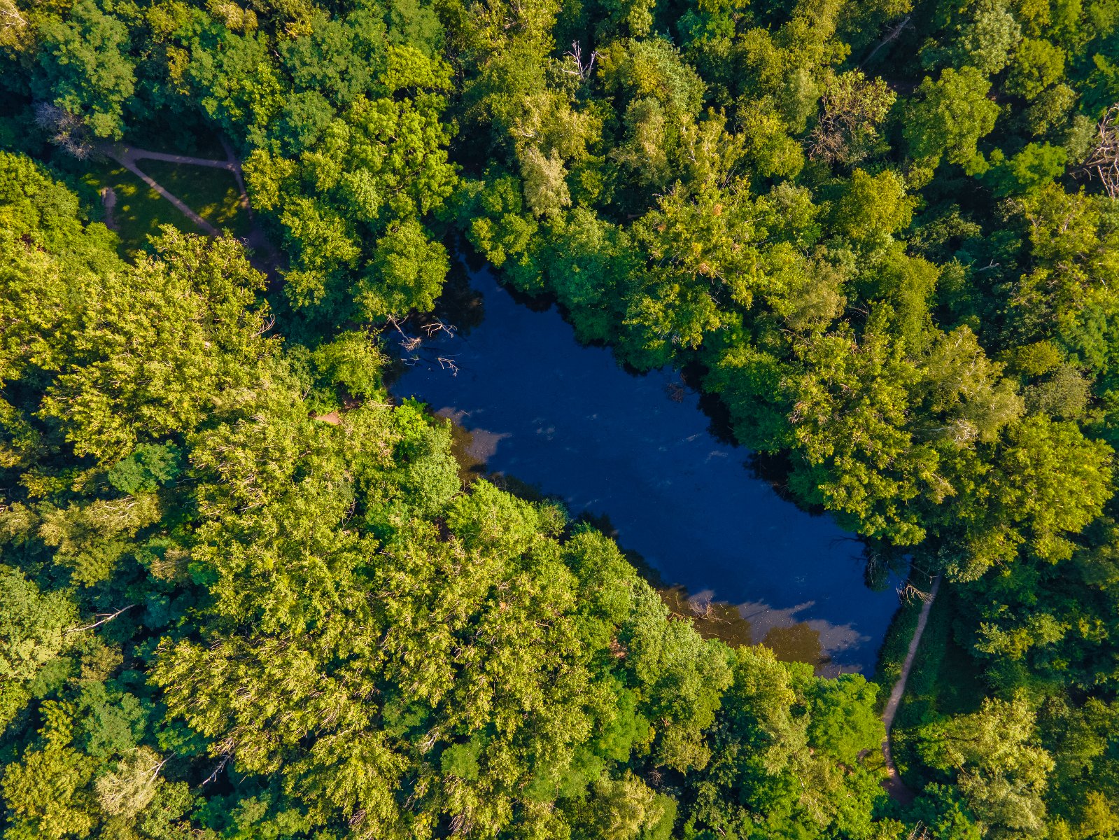 Poznań ma plan ratowania drzew i zasobów wodnych