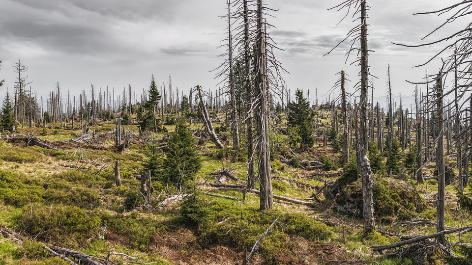 W Europie nasila się zjawisko zamierania lasów