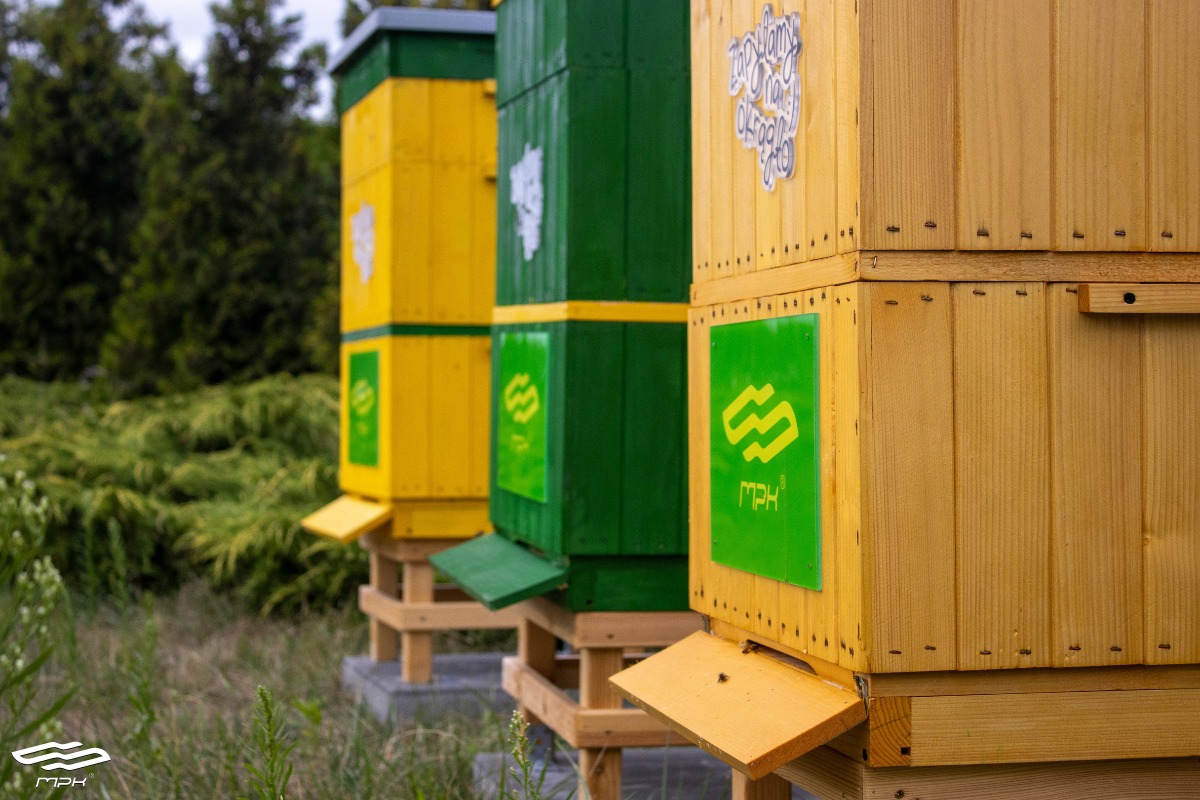 Nowi mieszkańcy zajezdni Franowo. Kilkadziesiąt tysięcy pszczół wyprodukuje miód