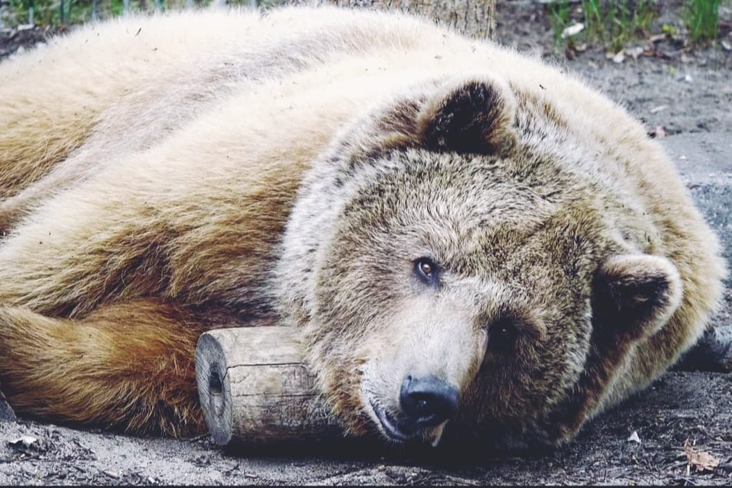 Wszystkie niedźwiedzie w Zoo Poznań zasnęły na zimę. Po raz pierwszy w historii ogrodu!