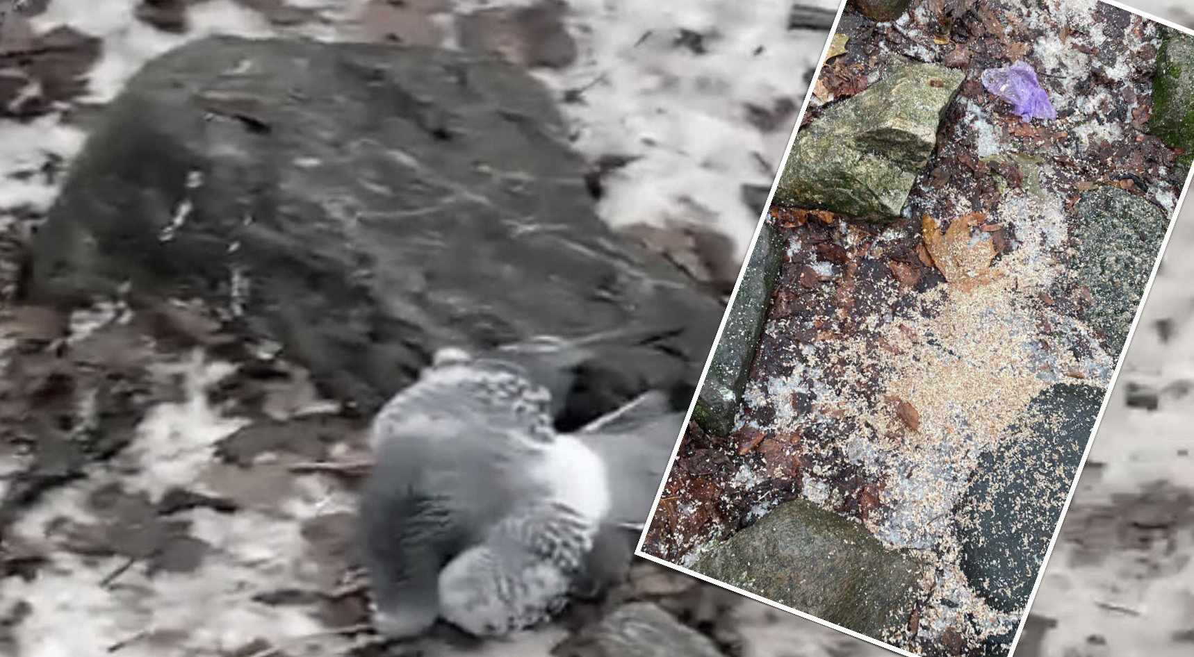 Zagadkowe masowe wymieranie gołębi w Parku Wilsona – Czytelnicy wskazują na trutkę jako przyczynę