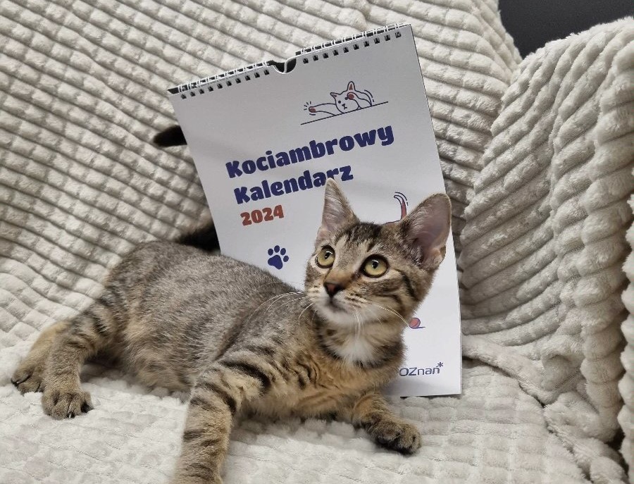Kociambrowy Kalendarz promujący adopcję zwierząt poznańskiego schroniska