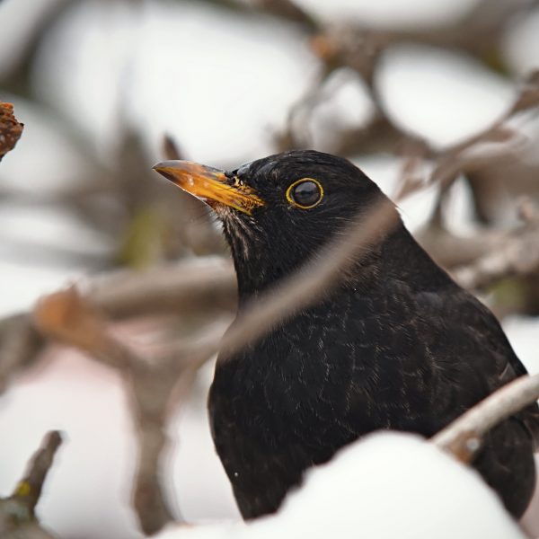 Jak dokarmiać ptaki zimą