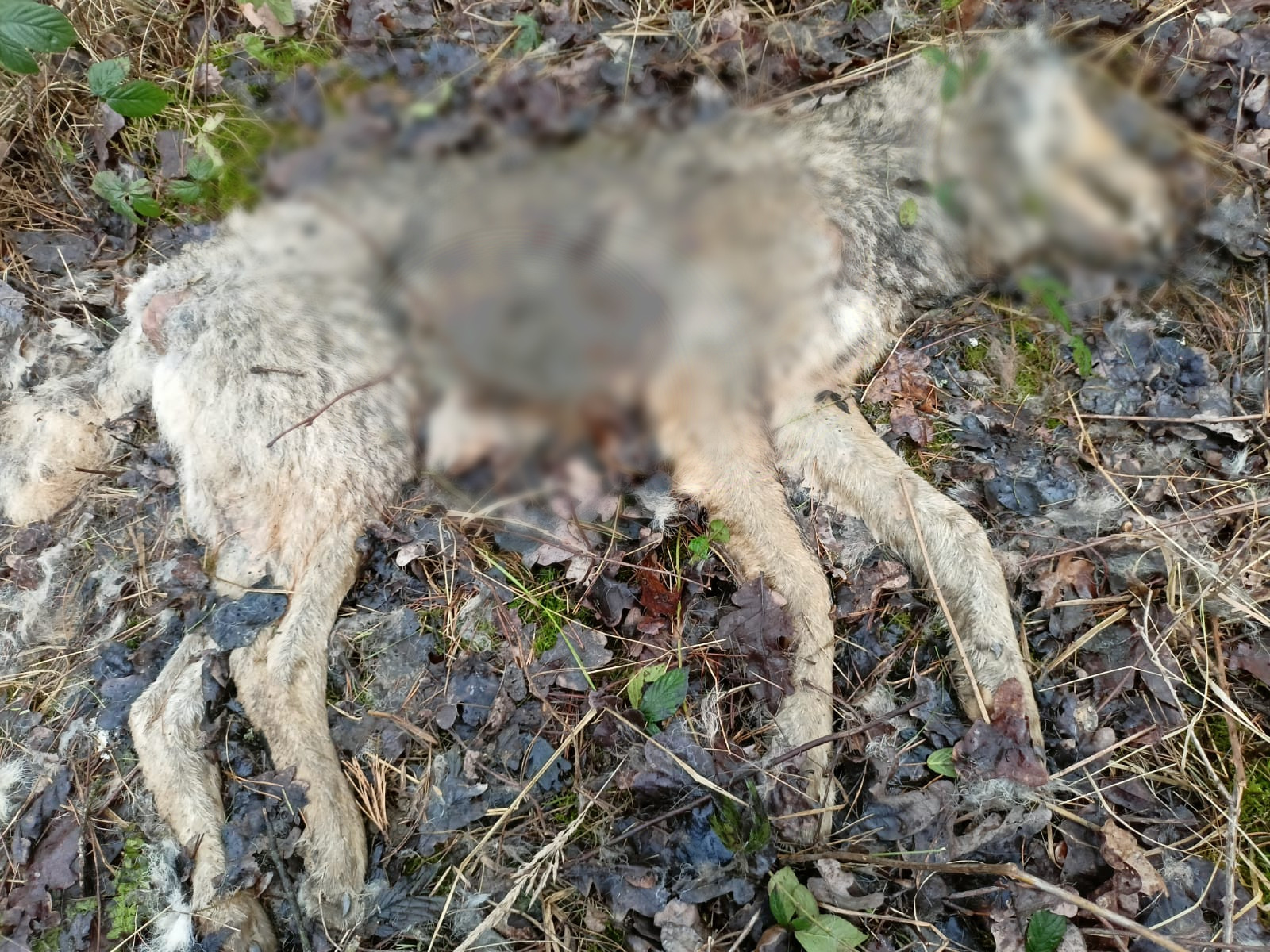 Martwa wilczyca znaleziona w Parku Krajobrazowym w Wielkopolsce. Ma ślady po kulach