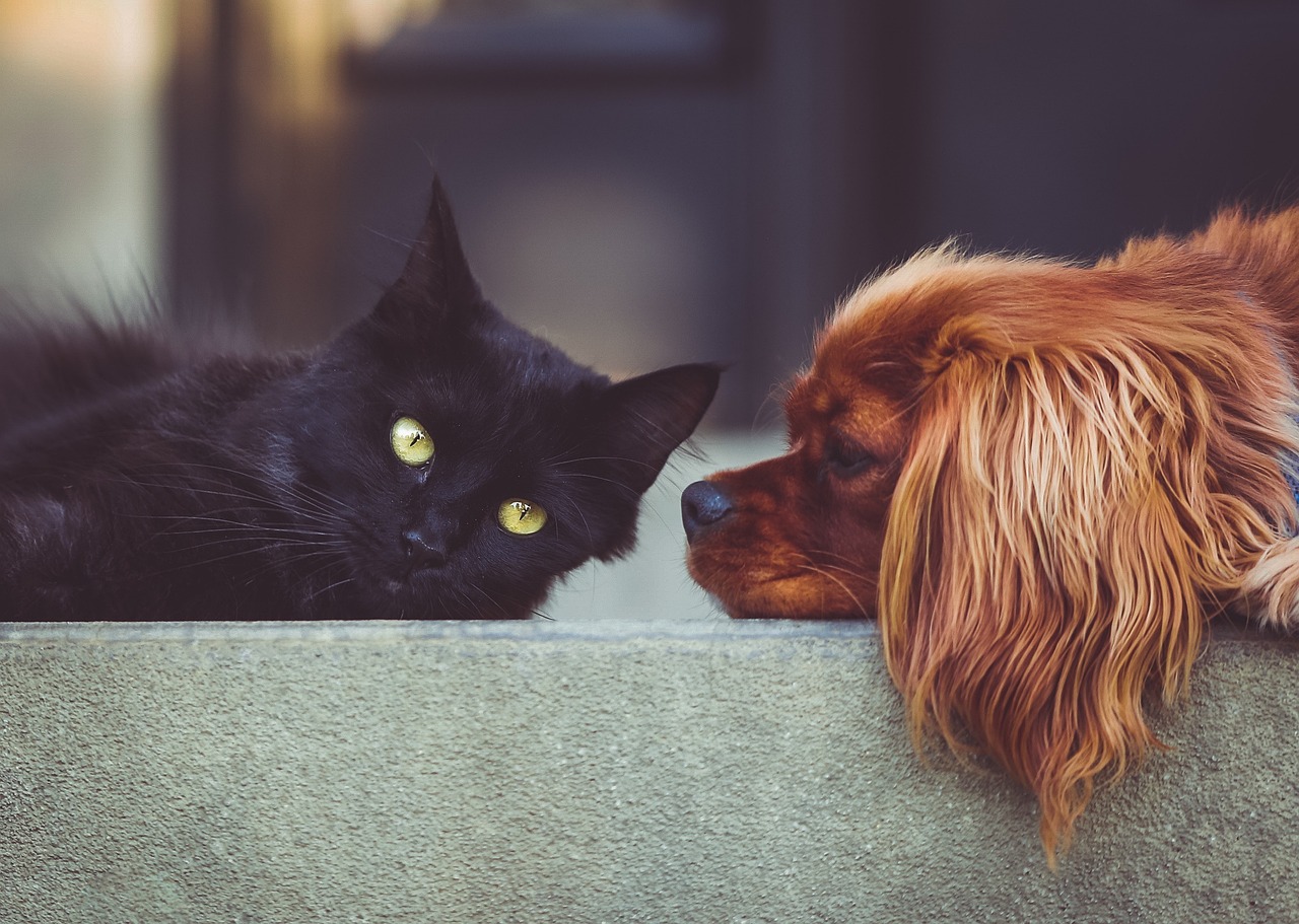 Unia Europejska chce wprowadzić nowe przepisy dot. zwierząt domowych: czipowanie i rejestracja psów i kotów