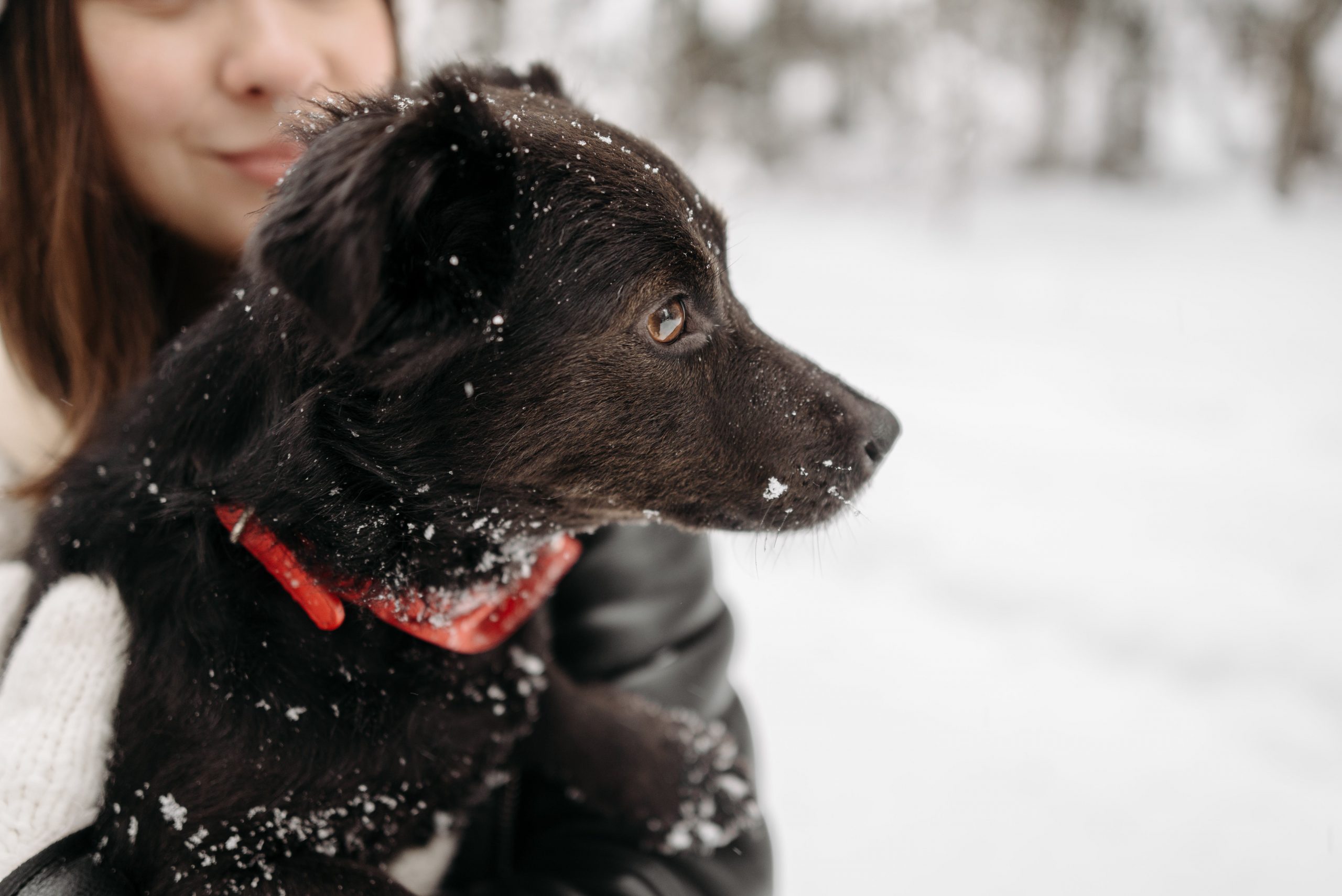 Jak dbać o psy podczas zimowych spacerów? O czym pamiętać?