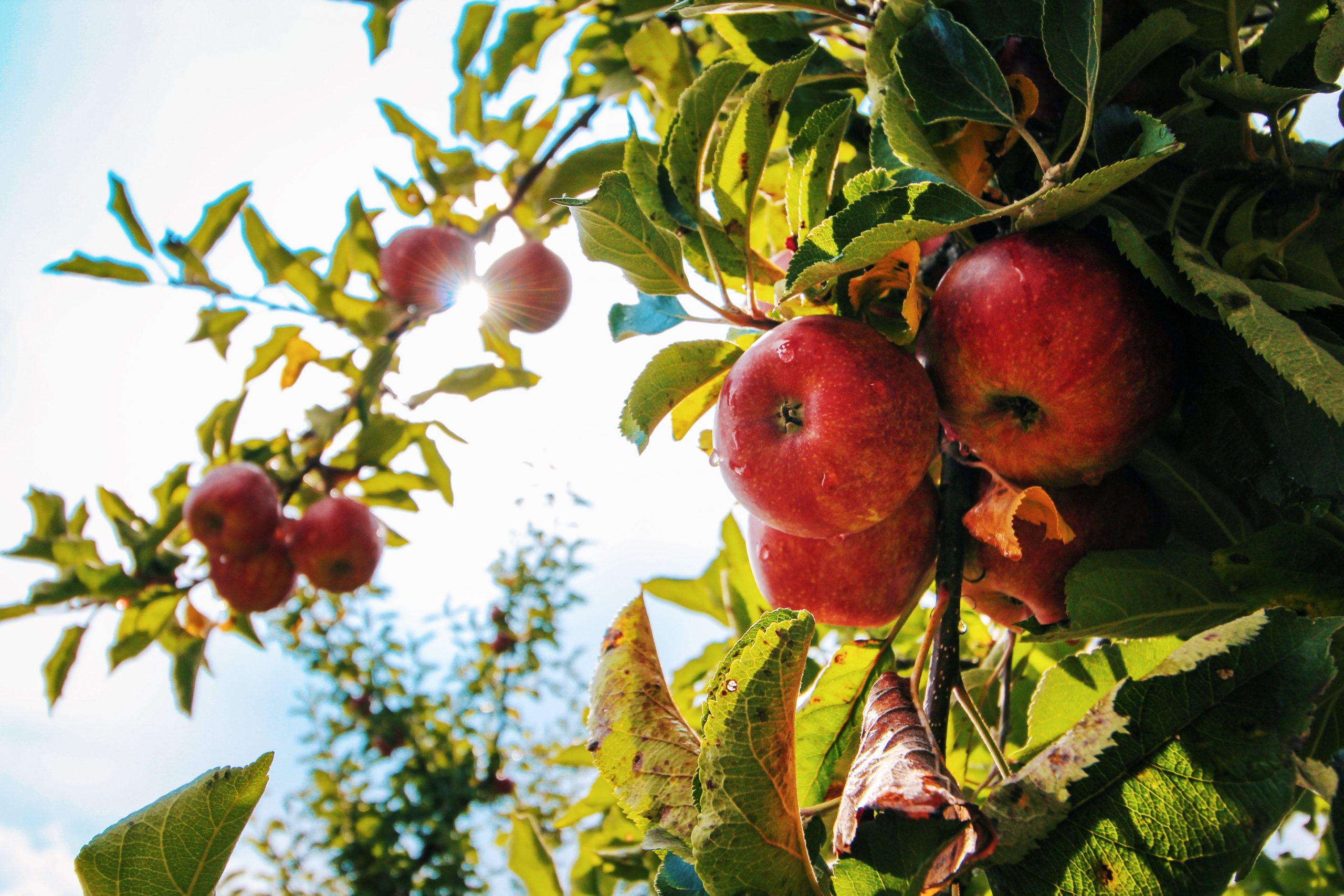 Rekordowo niskie zbiory jabłek w 2023 roku