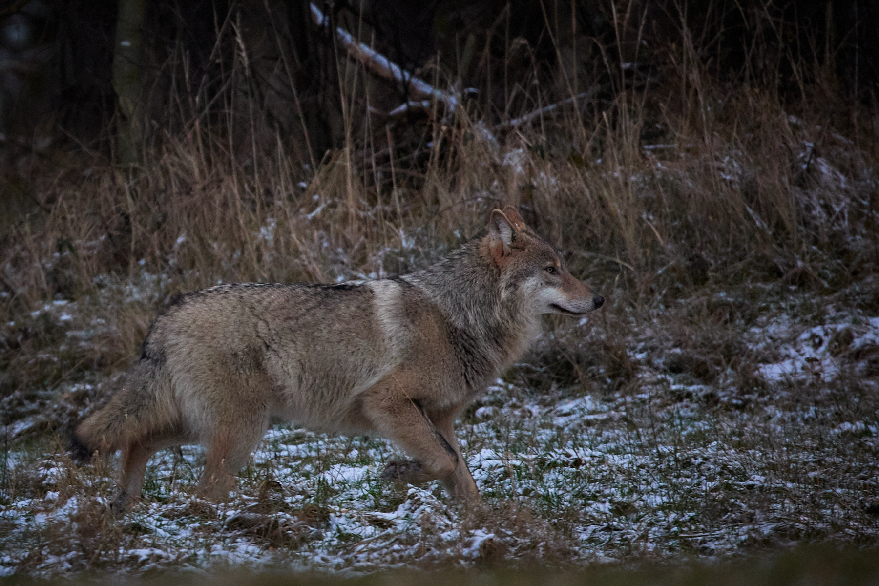 “Są w doskonałej kondycji”. Znów udało się sfotografować wilki z wielkopolskiego lasu