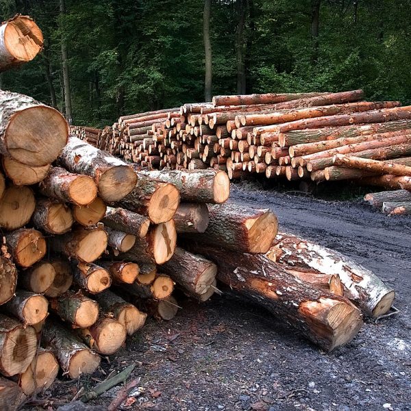 Unijne rozporządzenie EUDR – nowa era walki z wylesianiem