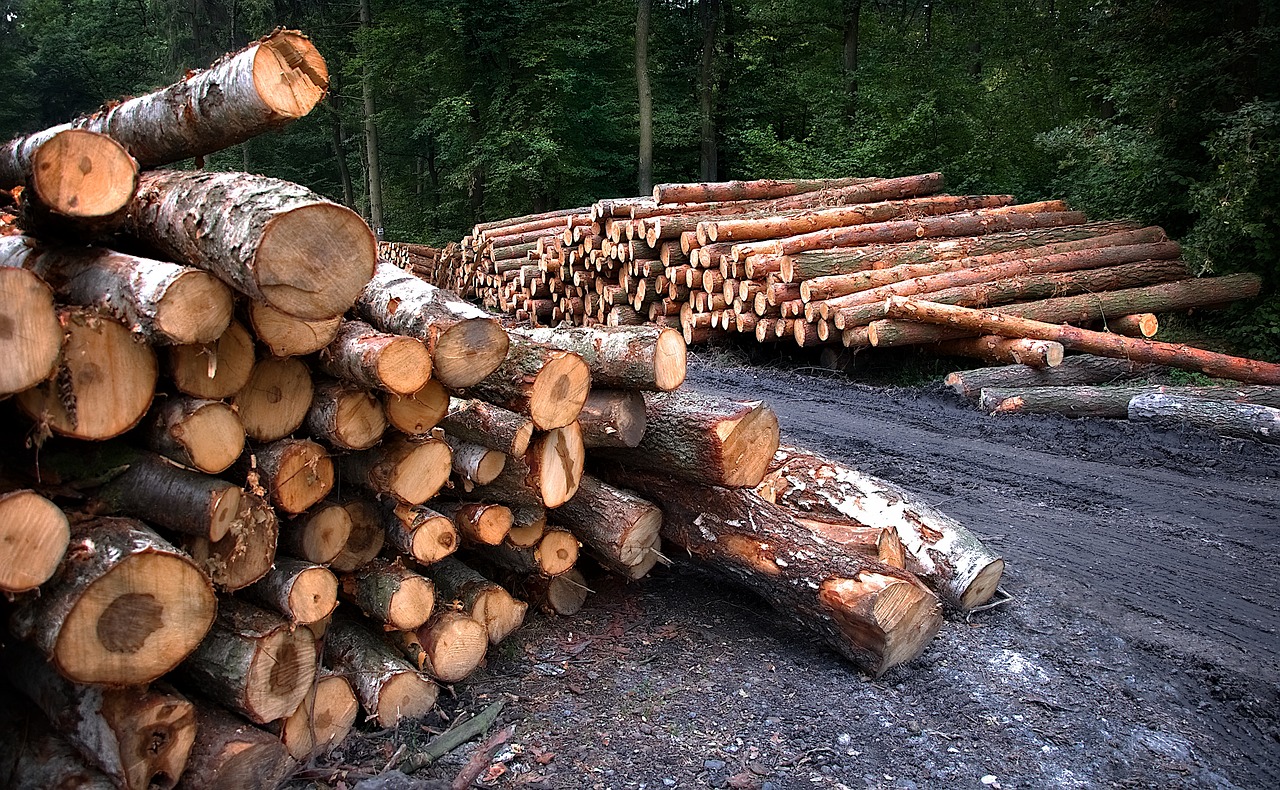 Unijne rozporządzenie EUDR – nowa era walki z wylesianiem