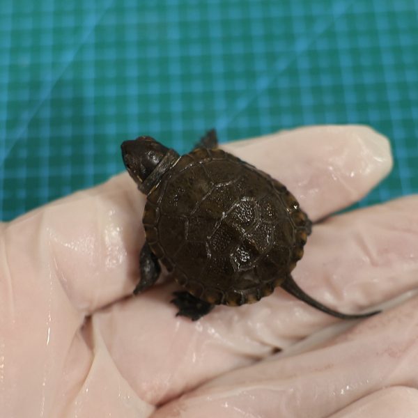 Sukces poznańskich naukowców: pierwsze wyklucie żółwi błotnych w laboratorium