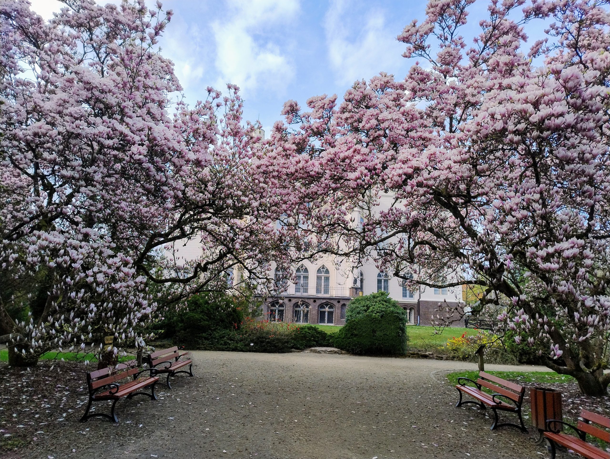 Kwitnące magnolie zachwycają w Arboretum Kórnickim