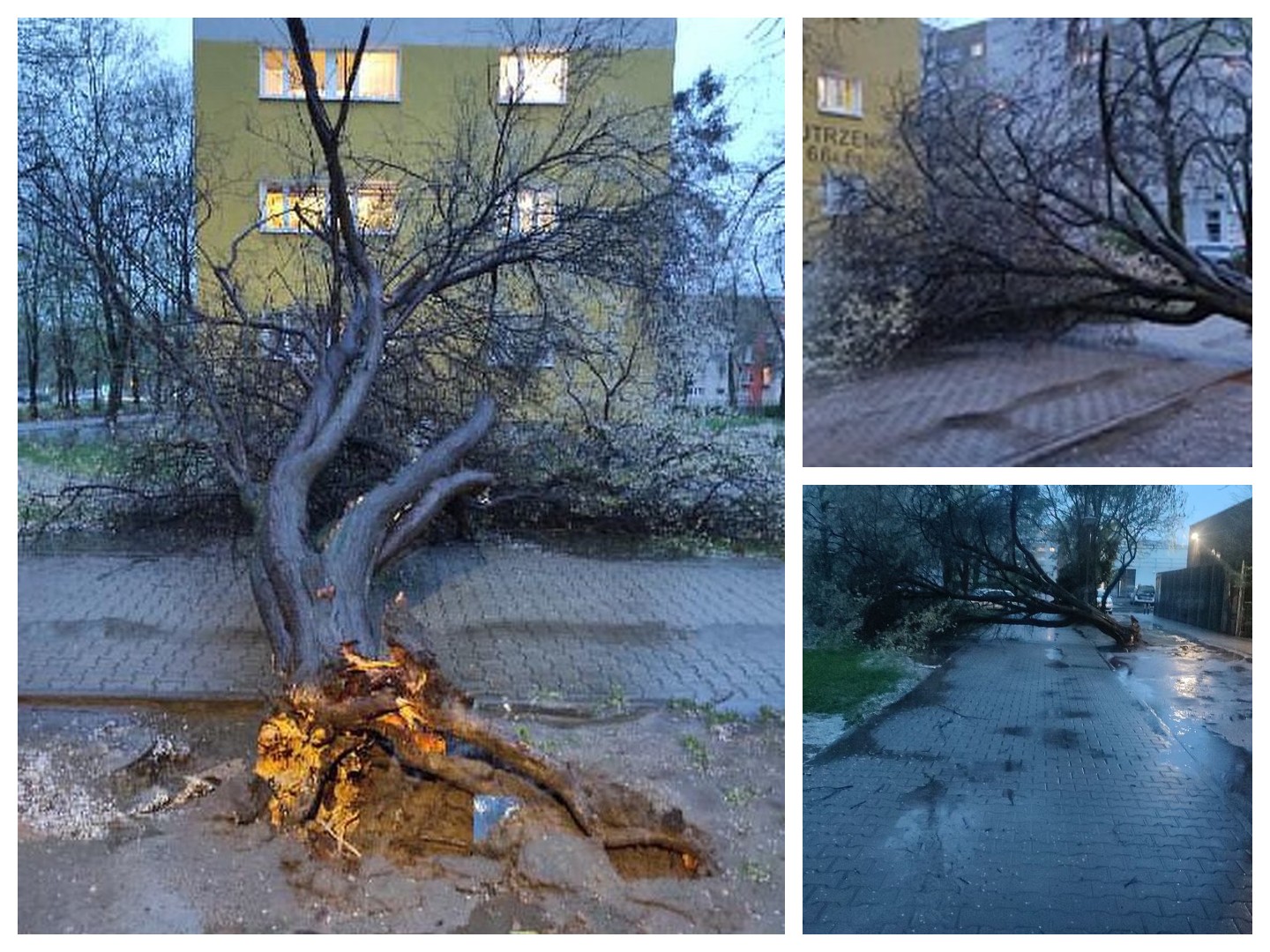 Burze dotarły do Poznania – połamane drzewa, ulewny deszcz i problemy z sygnalizacją świetlną