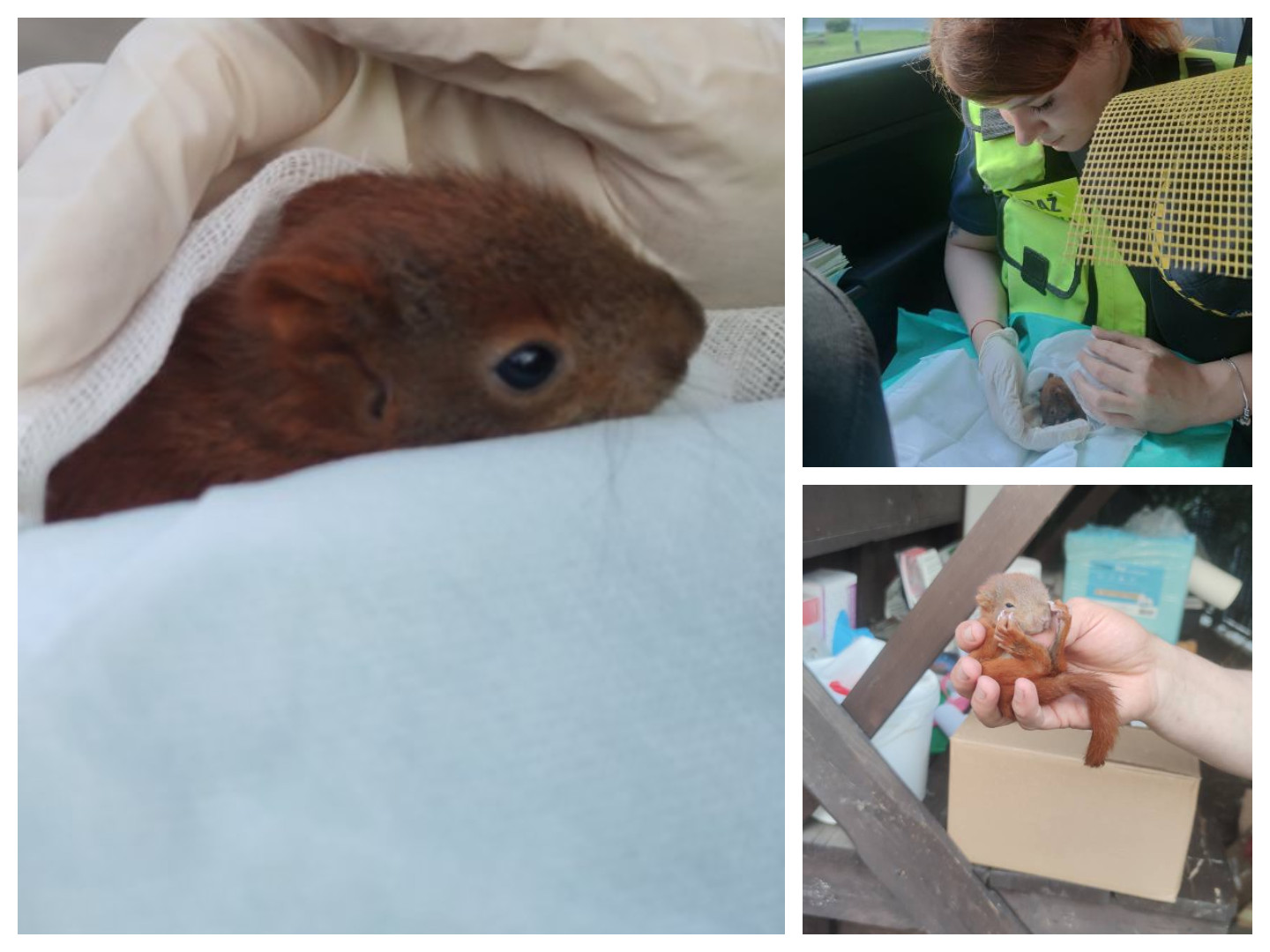 Poznaniacy pomogli uratować życie malutkiej wiewiórki