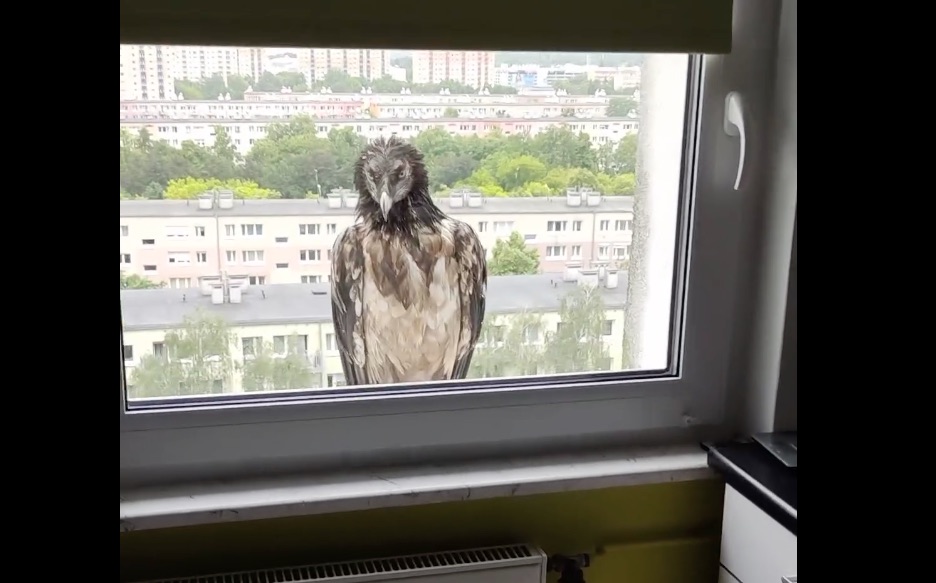 Ogromny ptak w oknie mieszkania na poznańskim osiedlu. Wiadomo skąd przyleciał