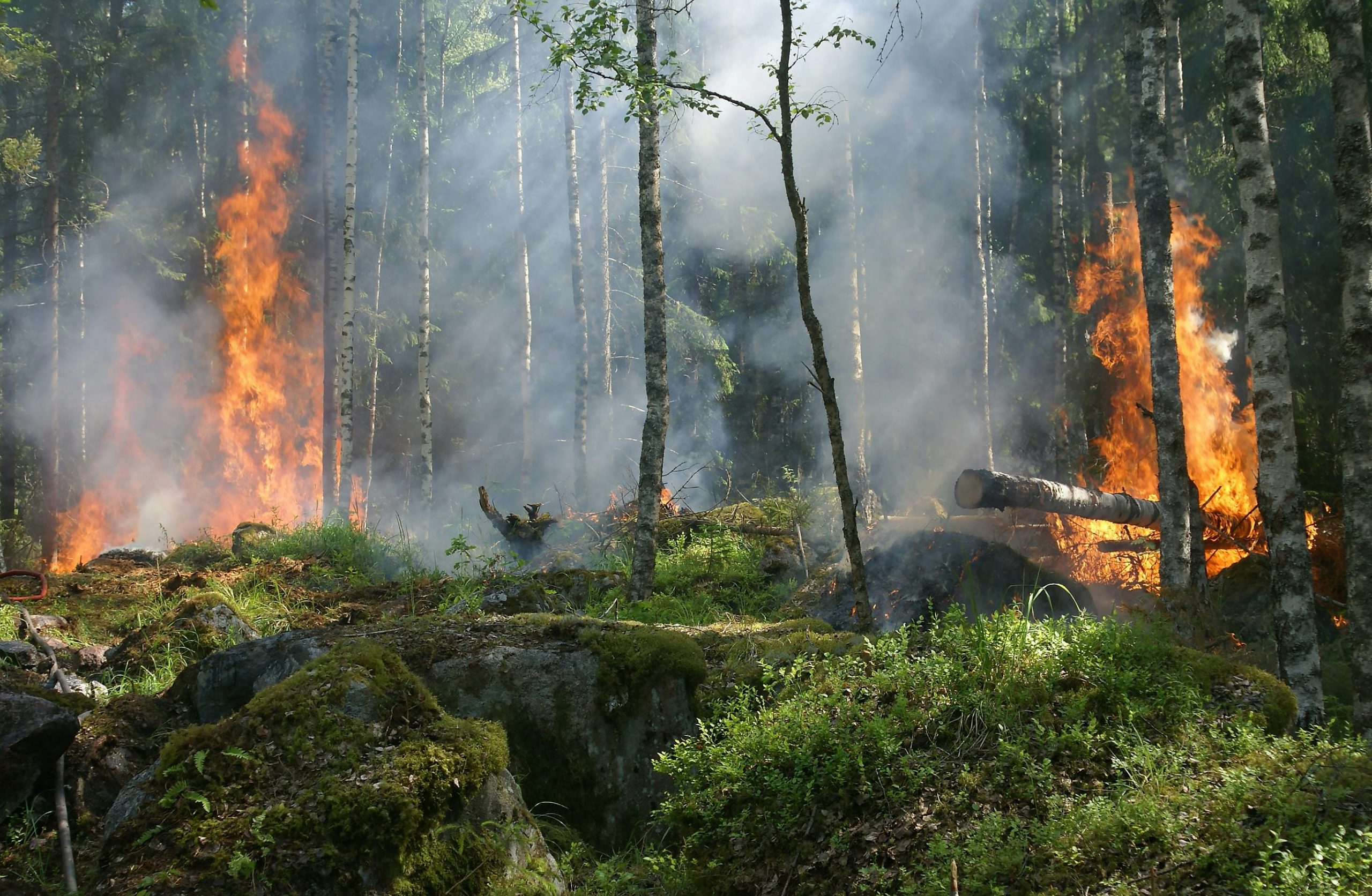 Ekstremalnie wysokie zagrożenie pożarowe w wielkopolskich lasach