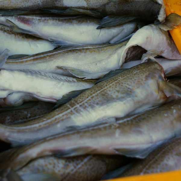 Nadmierne połowy zagrażają przyszłości środowiska i rybołówstwa