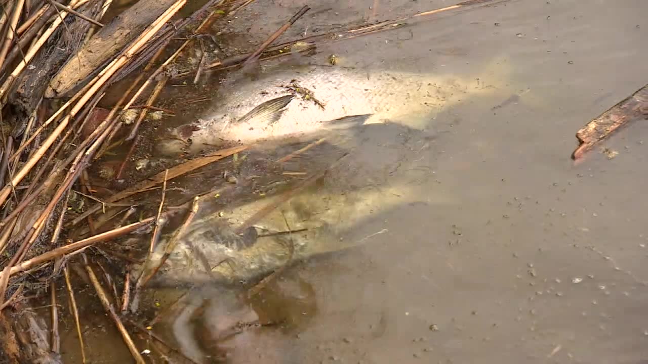 Śnięte ryby w rzece w Kaliszu – podano wstępną przyczynę