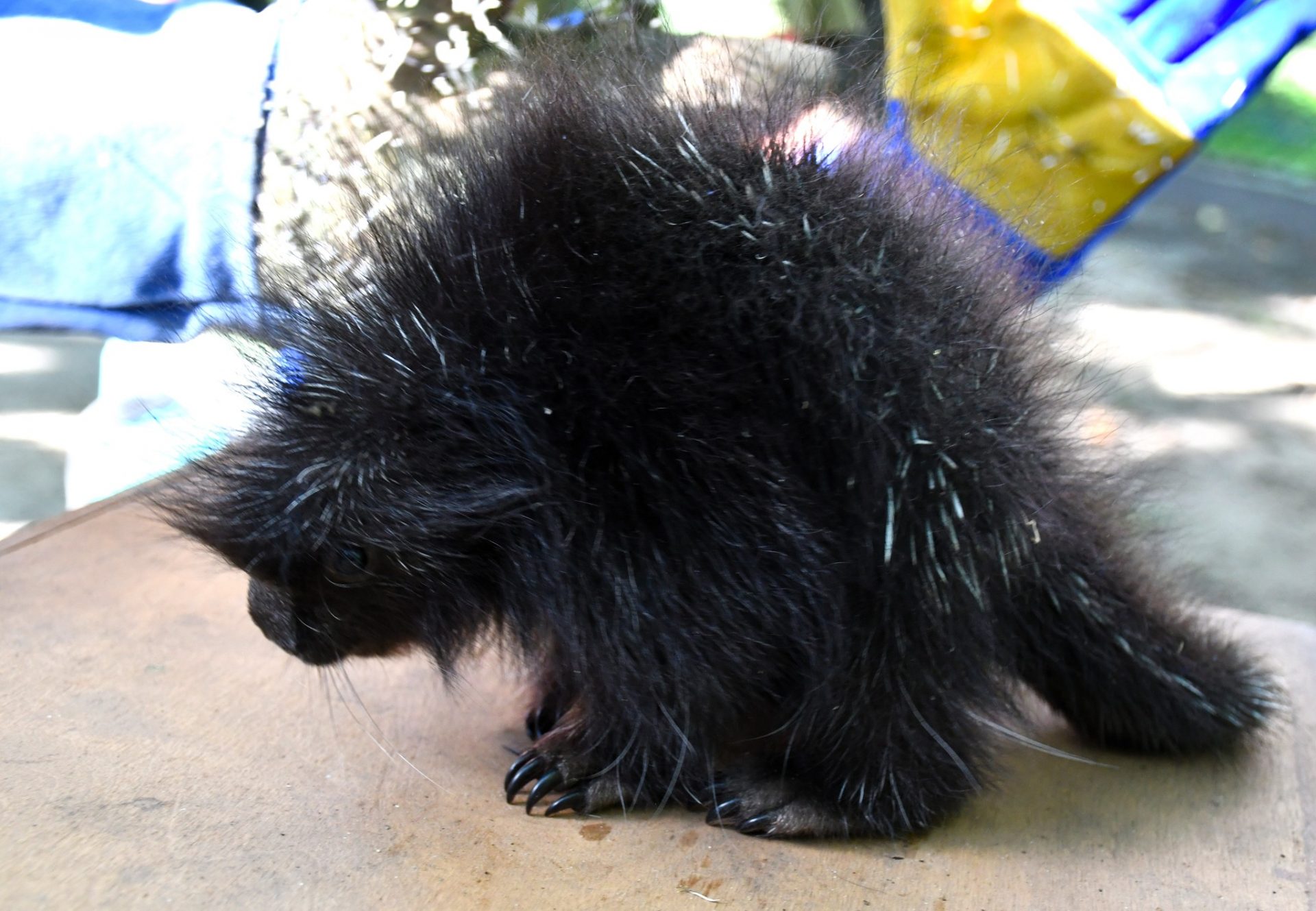 Narodziny w poznańskim zoo. Jakie imię wybrano?