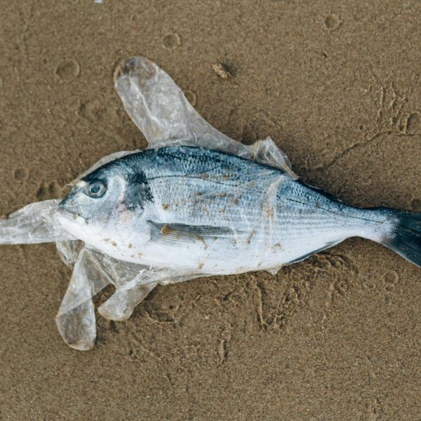 Zanieczyszczenie mikroplastikiem w oceanach pozostanie co najmniej do końca stulecia