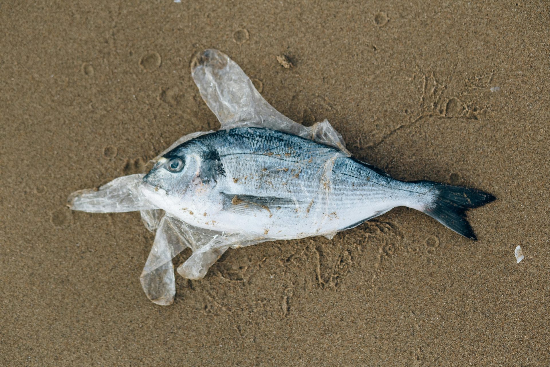 Zanieczyszczenie mikroplastikiem w oceanach pozostanie co najmniej do końca stulecia