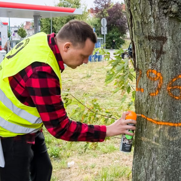 Oznaczenia na drzewach w Poznaniu. Mieszkańcy obawiają się wycinki