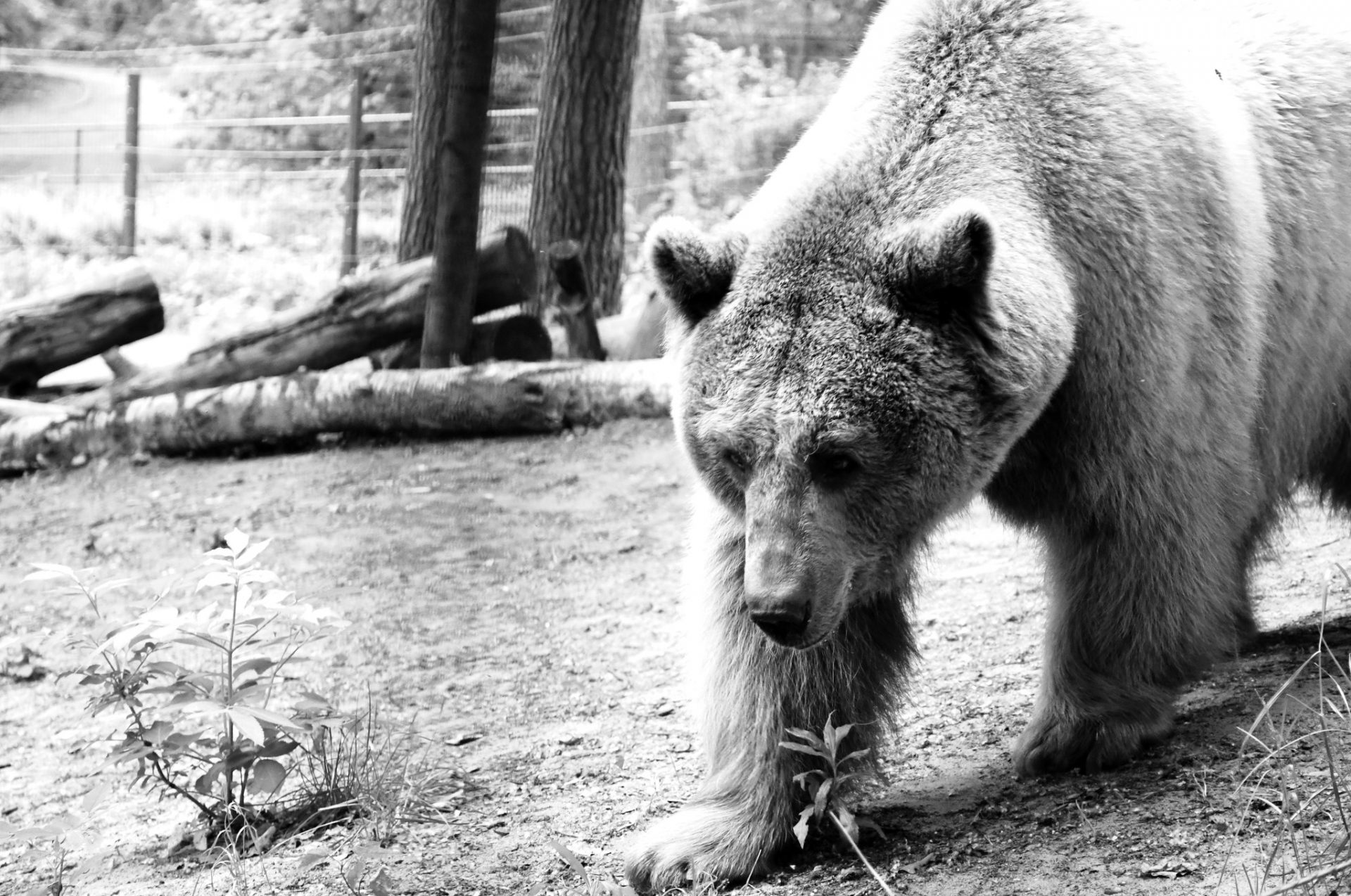 Smutna wiadomość z poznańskiego ZOO – nie żyje niedźwiedź Baloo