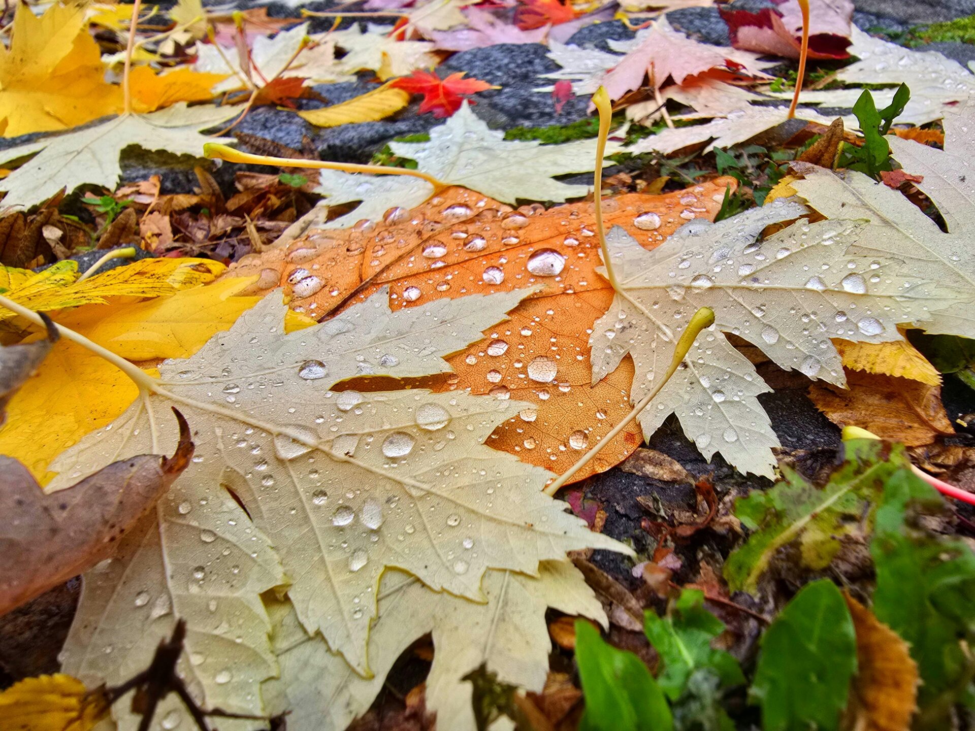 Drugie życie jesiennych liści – jak wykorzystać je w ogrodzie i domu zamiast wyrzucać?