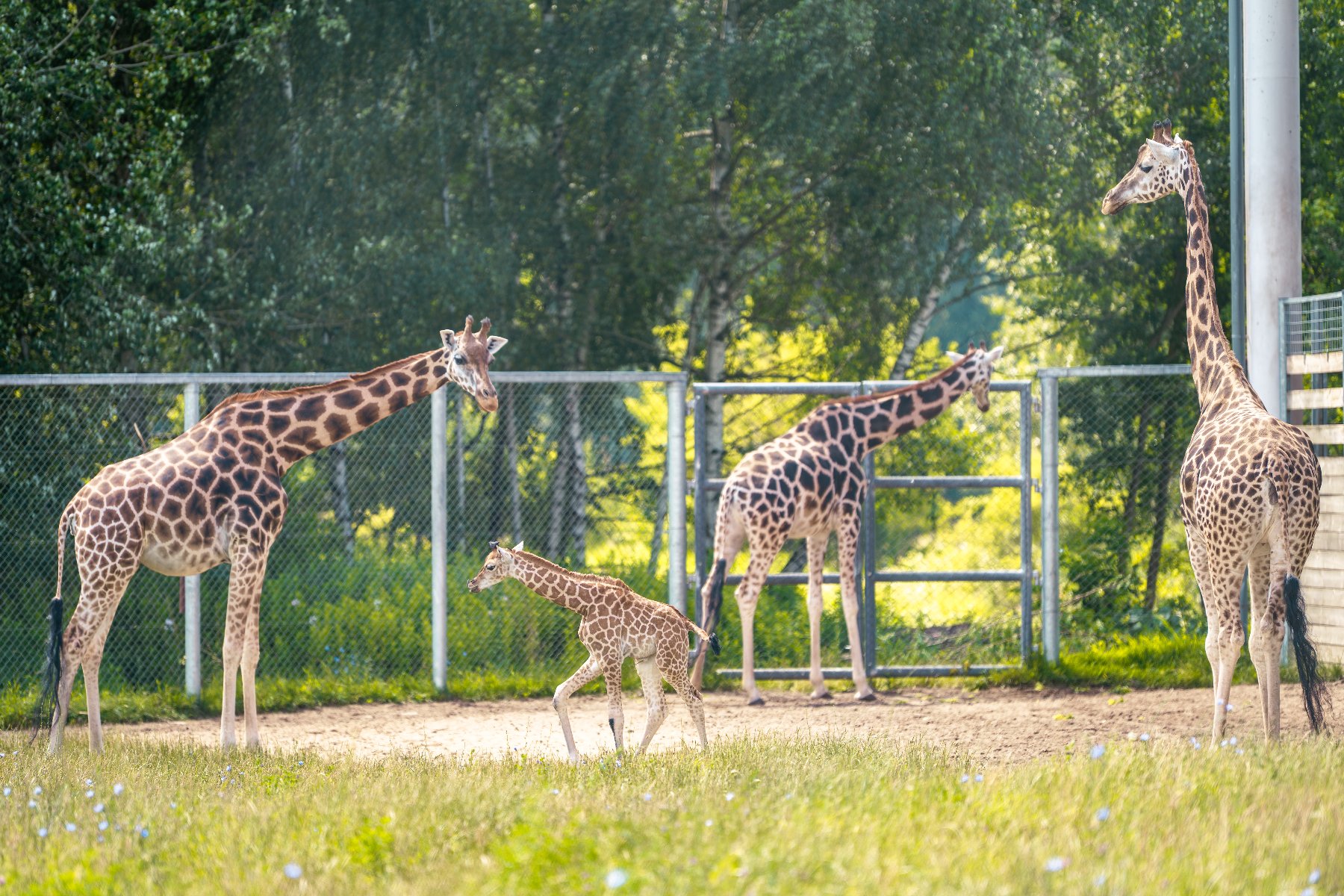 Poznańskie zoo wraca do światowej elity. Po latach odzyskało prestiżowe członkostwo w WAZA