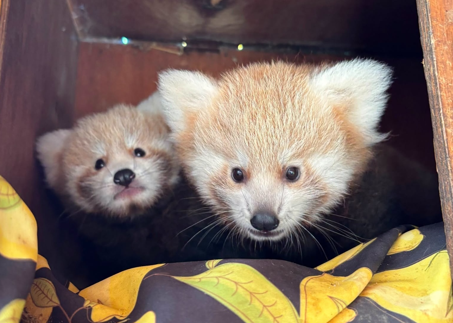 Tajemnica poznańskich bliźniaczek rozwiązana. Zoo zdradziło płeć małych pandek rudych