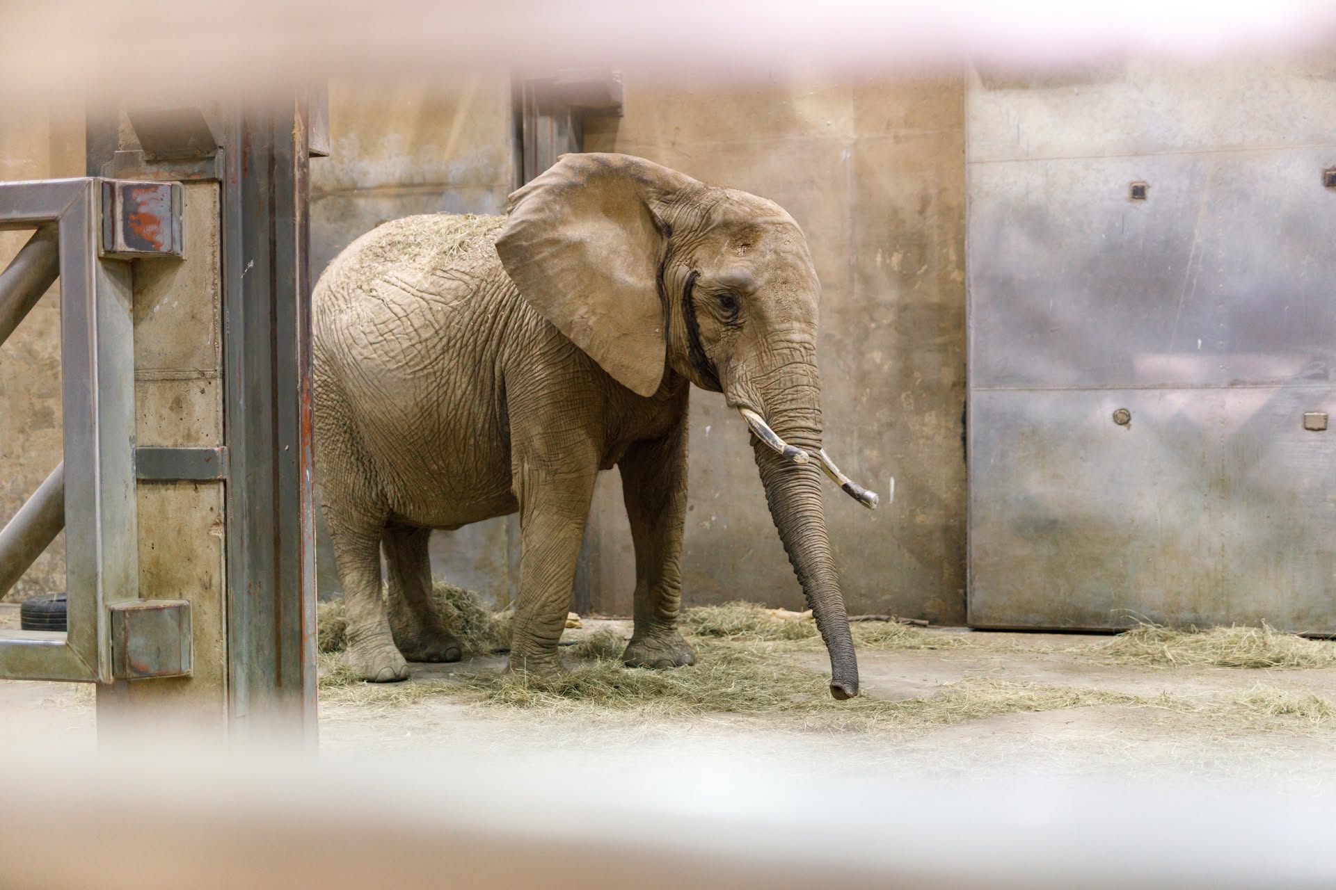 Nocna przeprowadzka do Poznania. Trzy słonice z Duisburga są już w Nowym Zoo